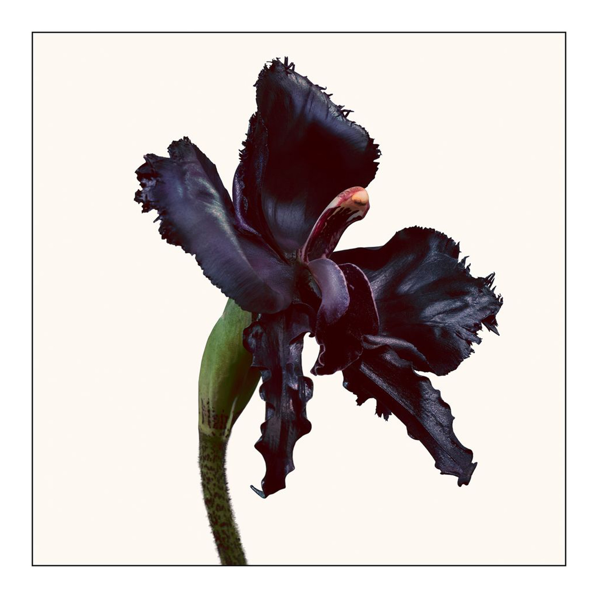 Black Orchid Reserve Parfum 50ml