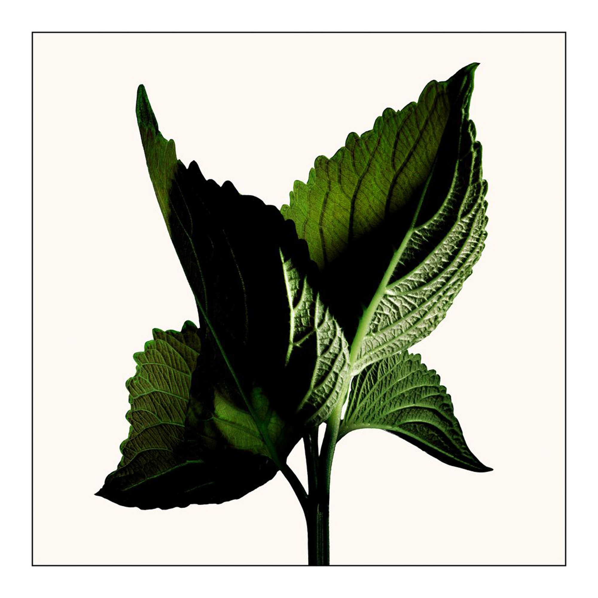 Black Orchid Reserve Parfum 50ml