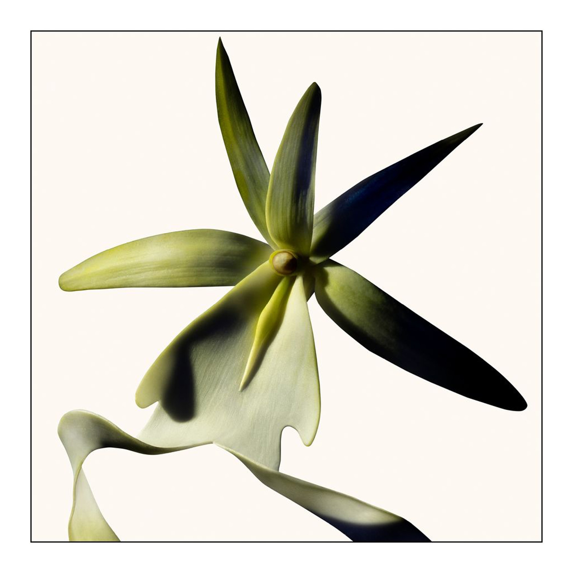 Black Orchid Reserve Parfum 100ml