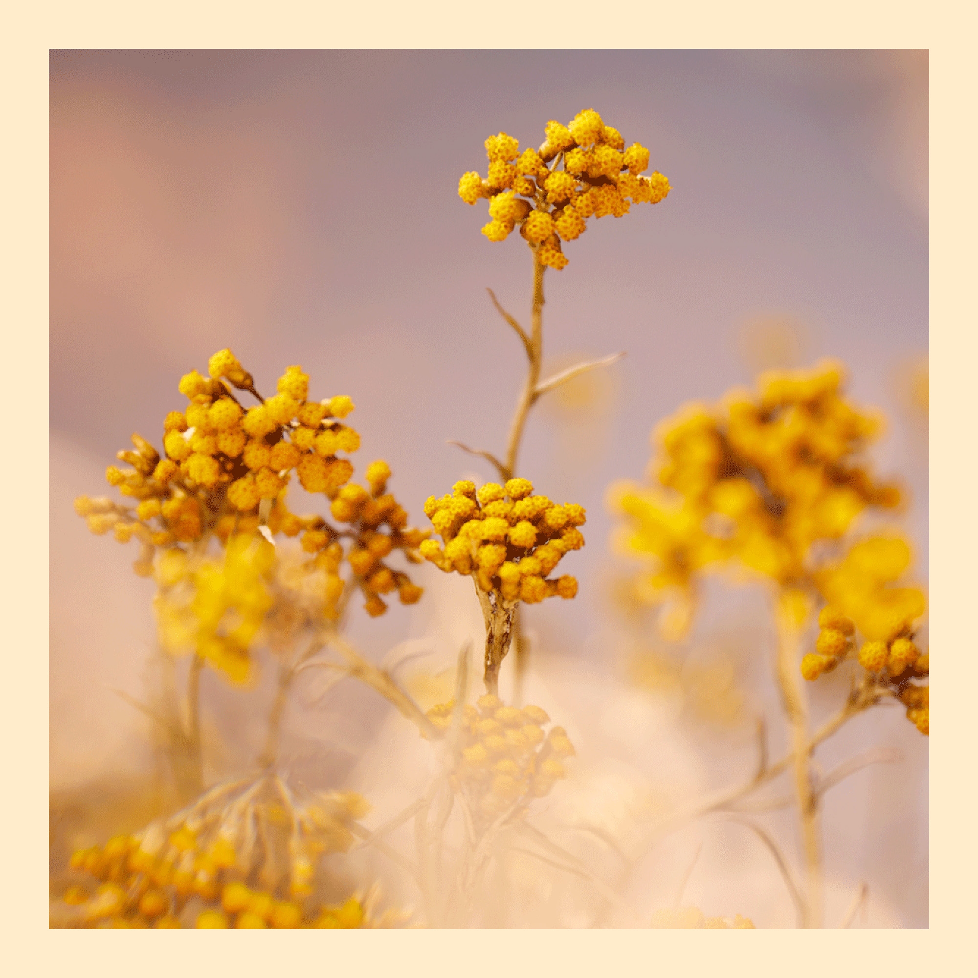 Immortelle Precious silmapalsam 15ml