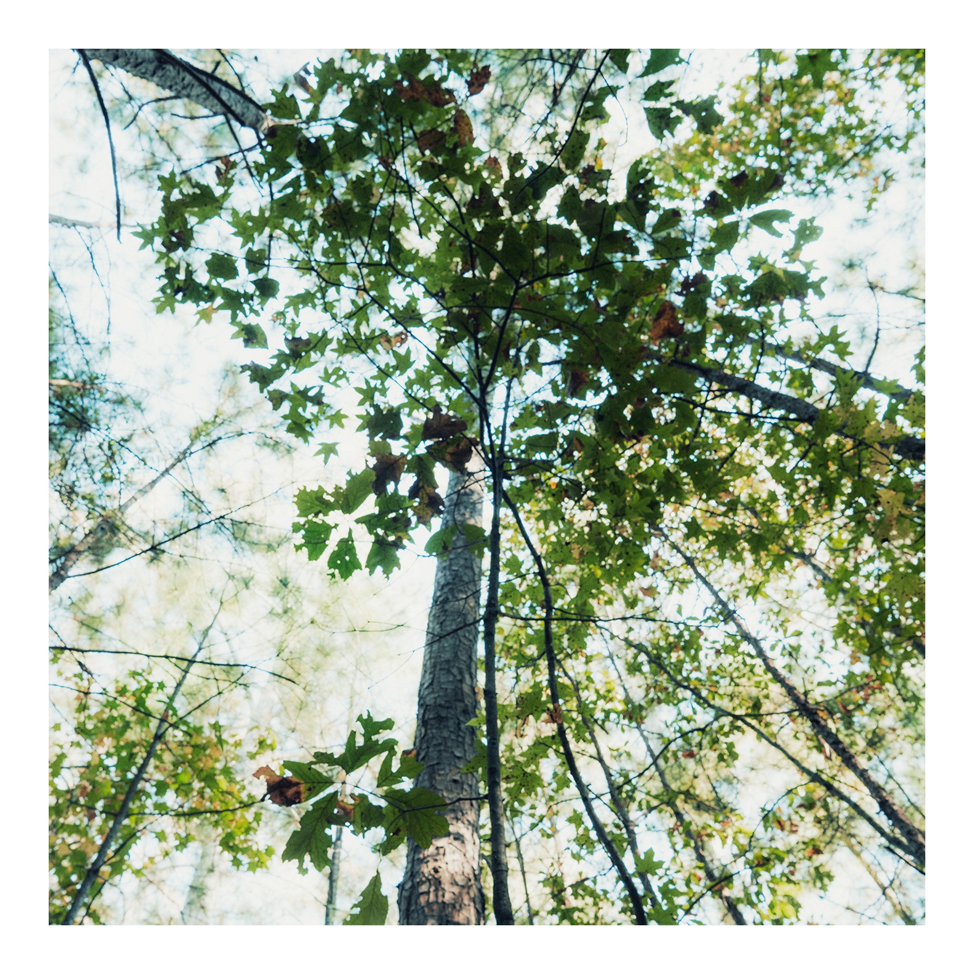 Daisy Wild kehakreem 150ml