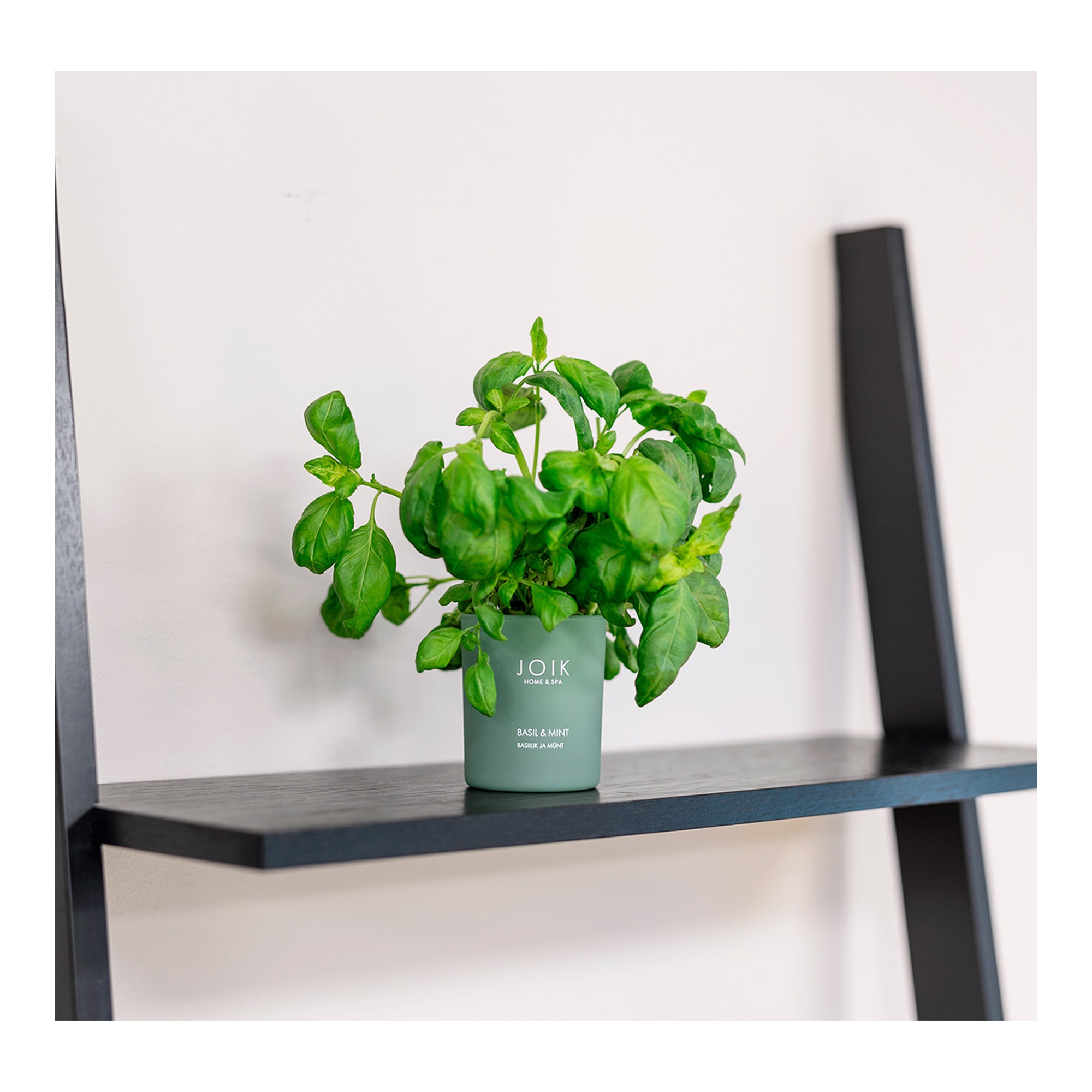 Rapsivahast lõhnaküünal  Basiilik ja Münt 150g