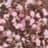 215 pink diamond